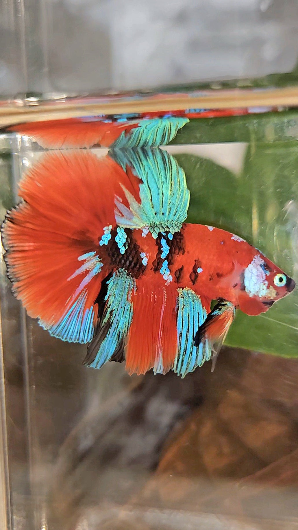 HALFMOON ROSETAIL RED KOI GALAXY MULTICOLOR BETTA FISH