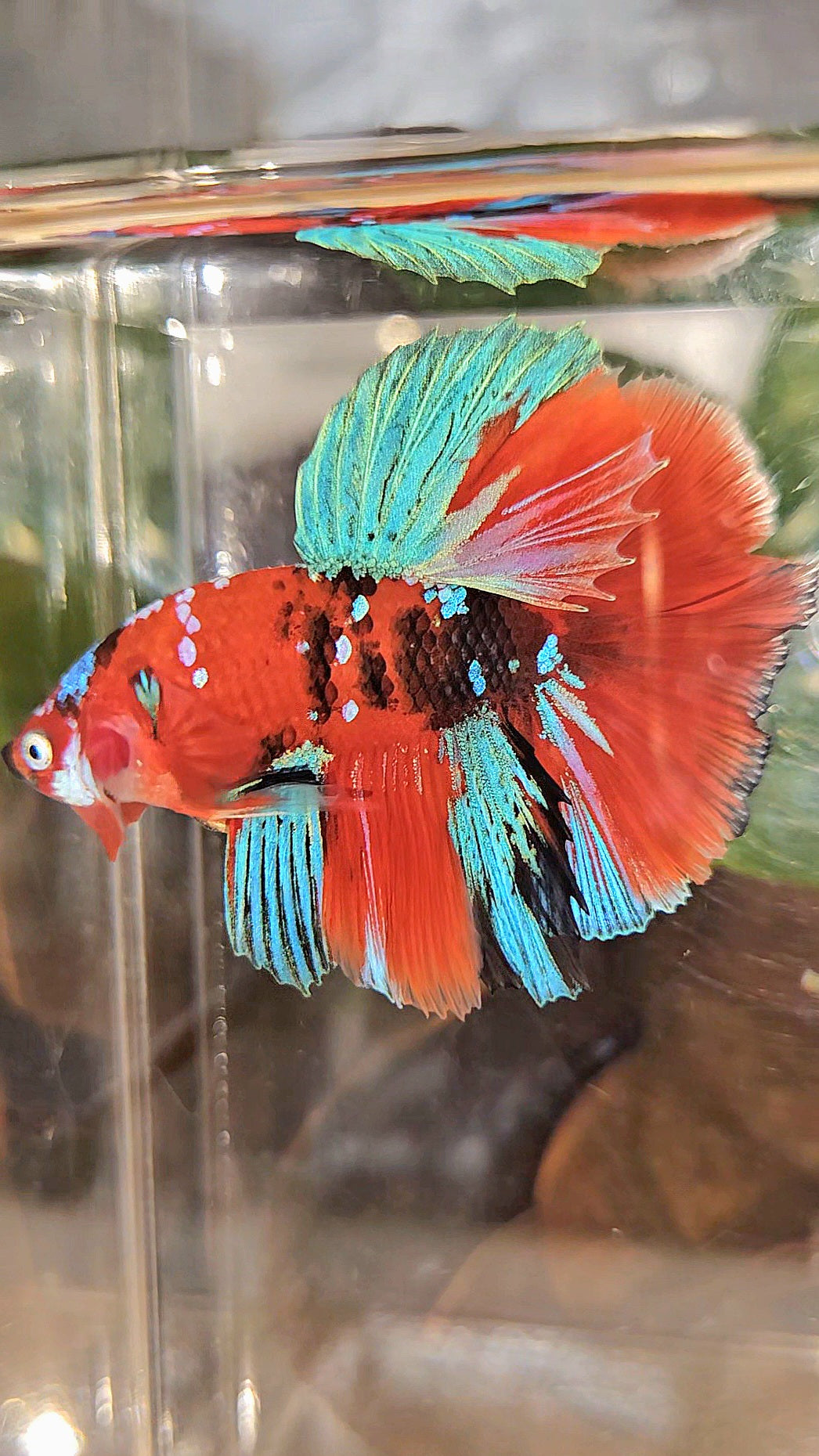 HALFMOON ROSETAIL RED KOI GALAXY MULTICOLOR BETTA FISH