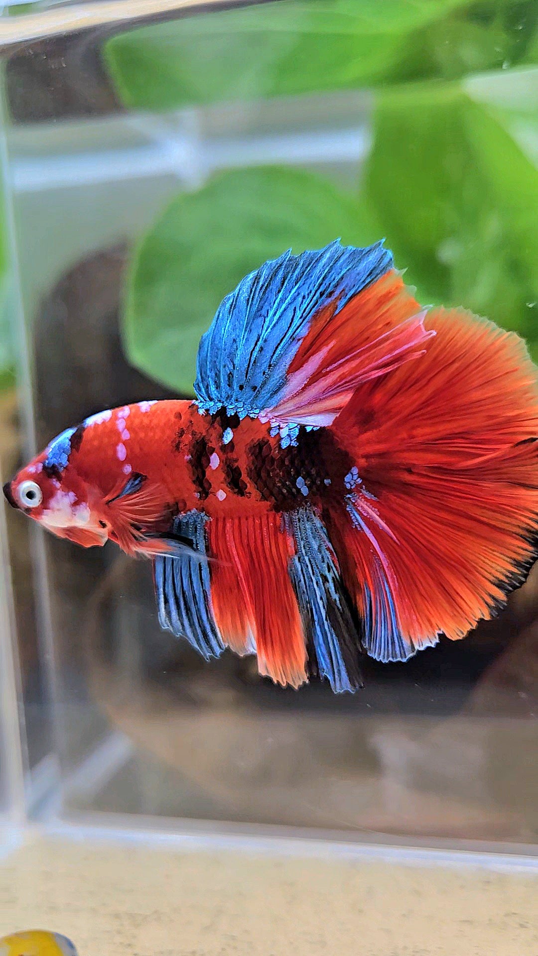 HALFMOON ROSETAIL RED KOI GALAXY MULTICOLOR BETTA FISH