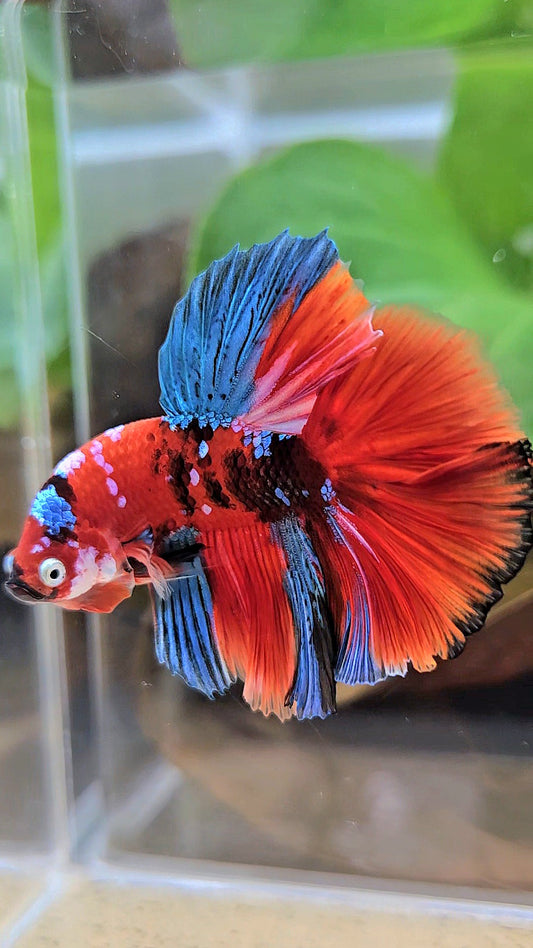 HALFMOON ROSETAIL RED KOI GALAXY MULTICOLOR BETTA FISH