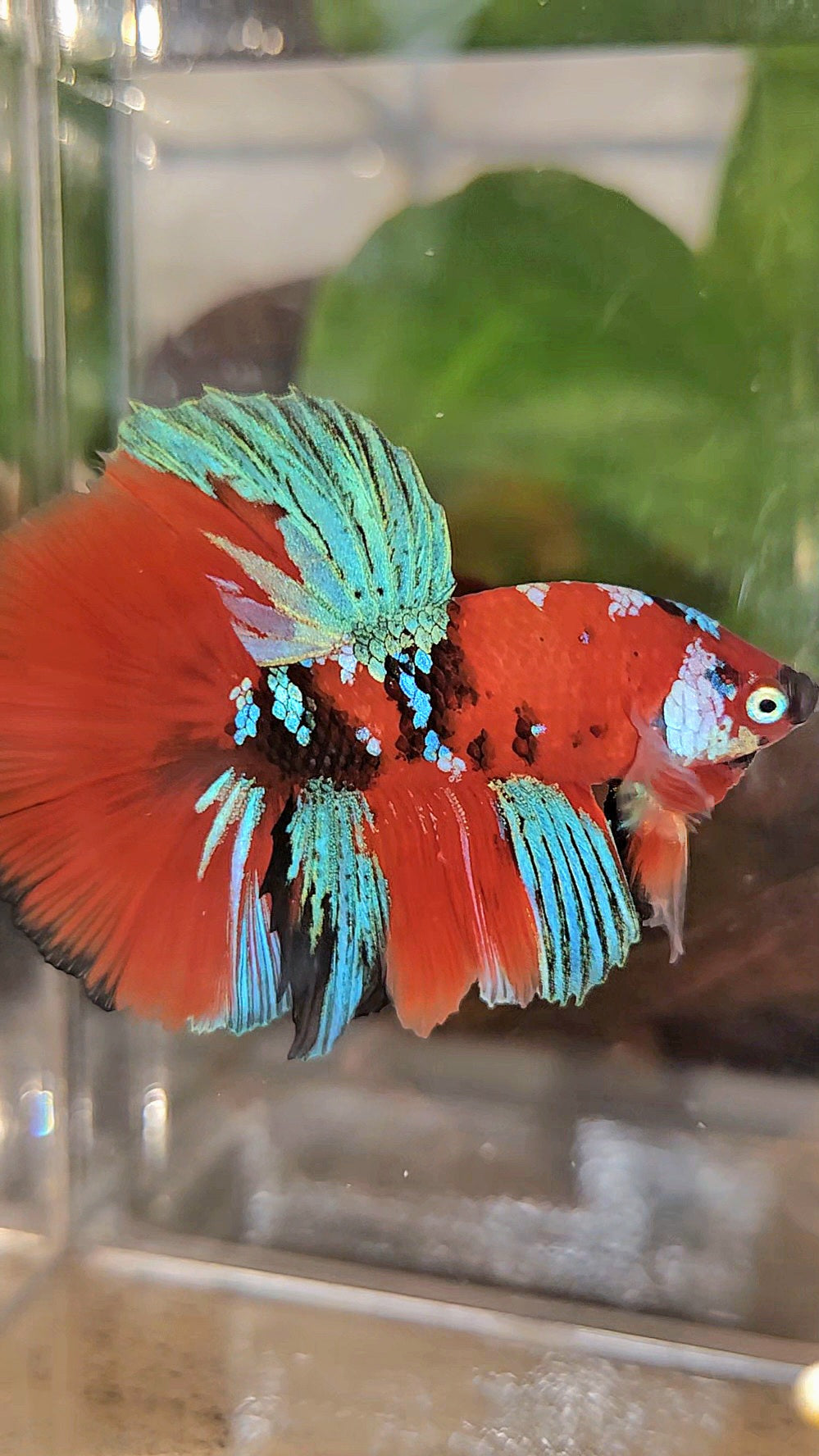 HALFMOON ROSETAIL RED KOI GALAXY MULTICOLOR BETTA FISH