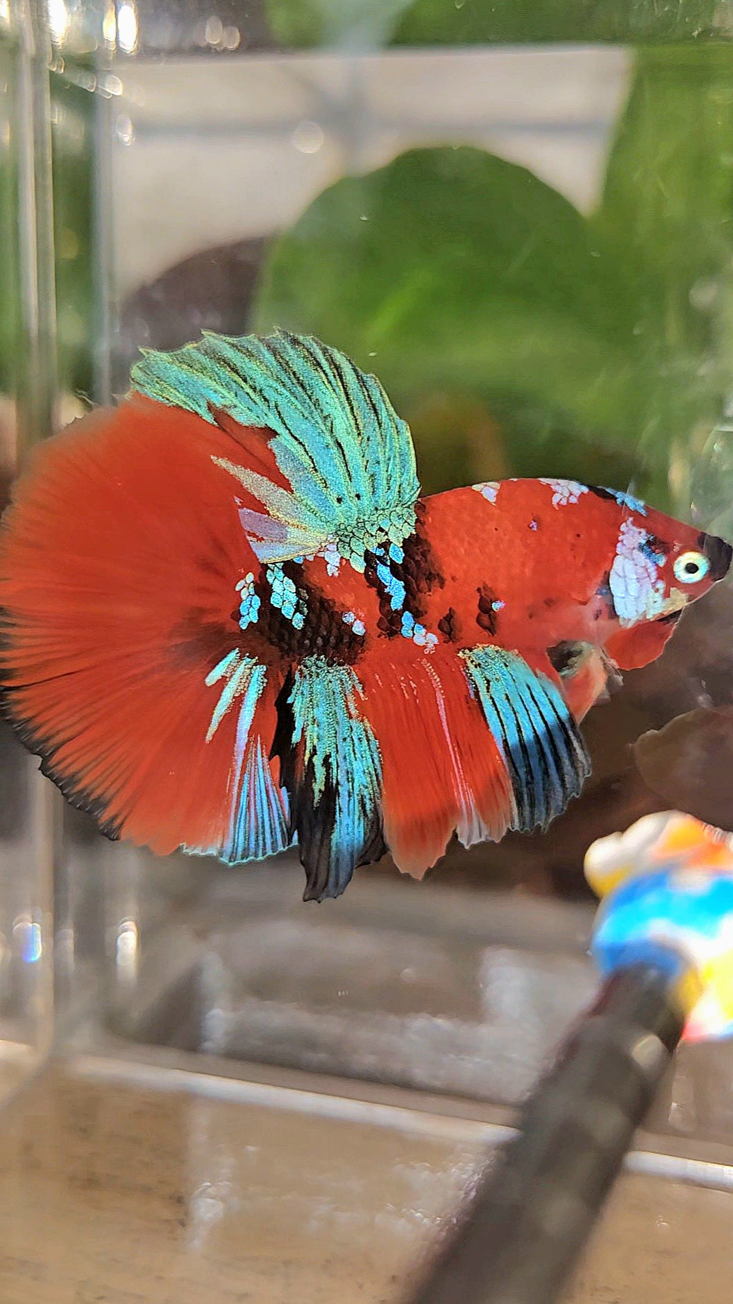 HALFMOON ROSETAIL RED KOI GALAXY MULTICOLOR BETTA FISH