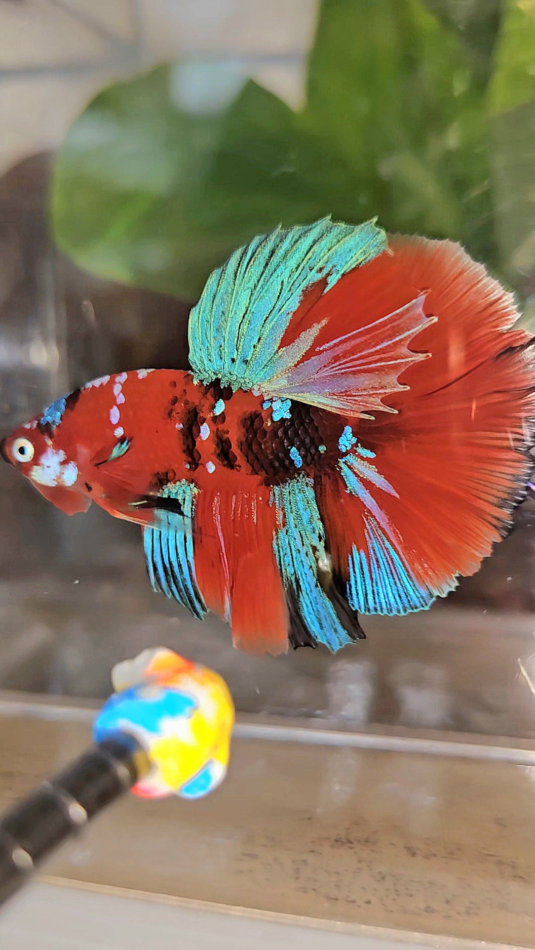 HALFMOON ROSETAIL RED KOI GALAXY MULTICOLOR BETTA FISH