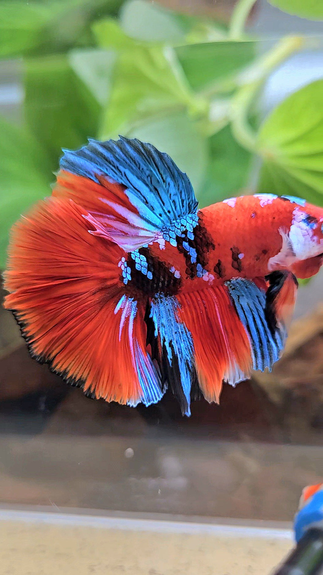 HALFMOON ROSETAIL RED KOI GALAXY MULTICOLOR BETTA FISH