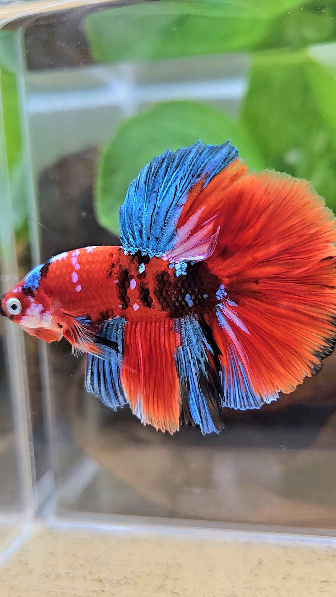 HALFMOON ROSETAIL RED KOI GALAXY MULTICOLOR BETTA FISH