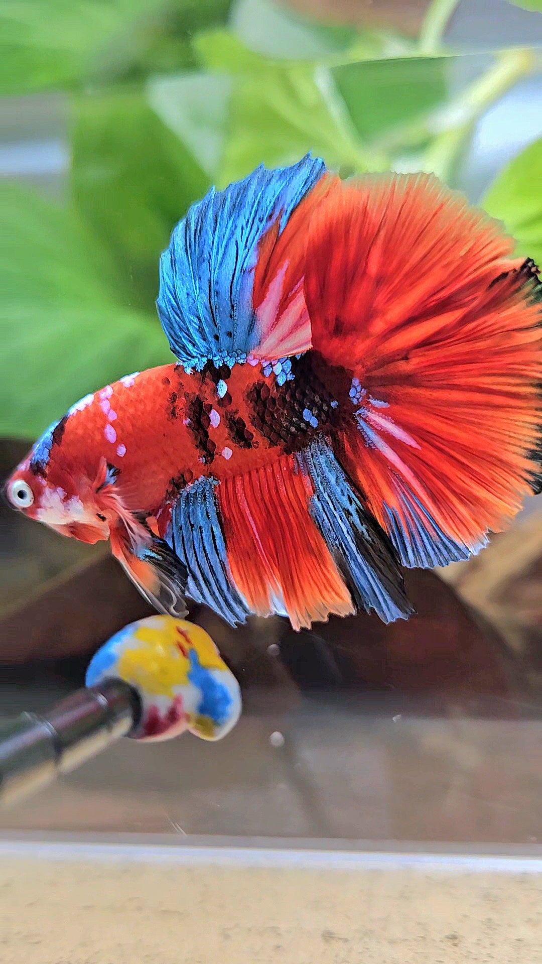 HALFMOON ROSETAIL RED KOI GALAXY MULTICOLOR BETTA FISH
