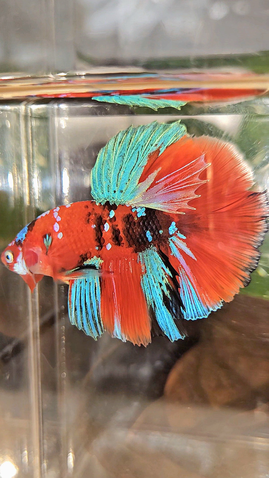 HALFMOON ROSETAIL RED KOI GALAXY MULTICOLOR BETTA FISH