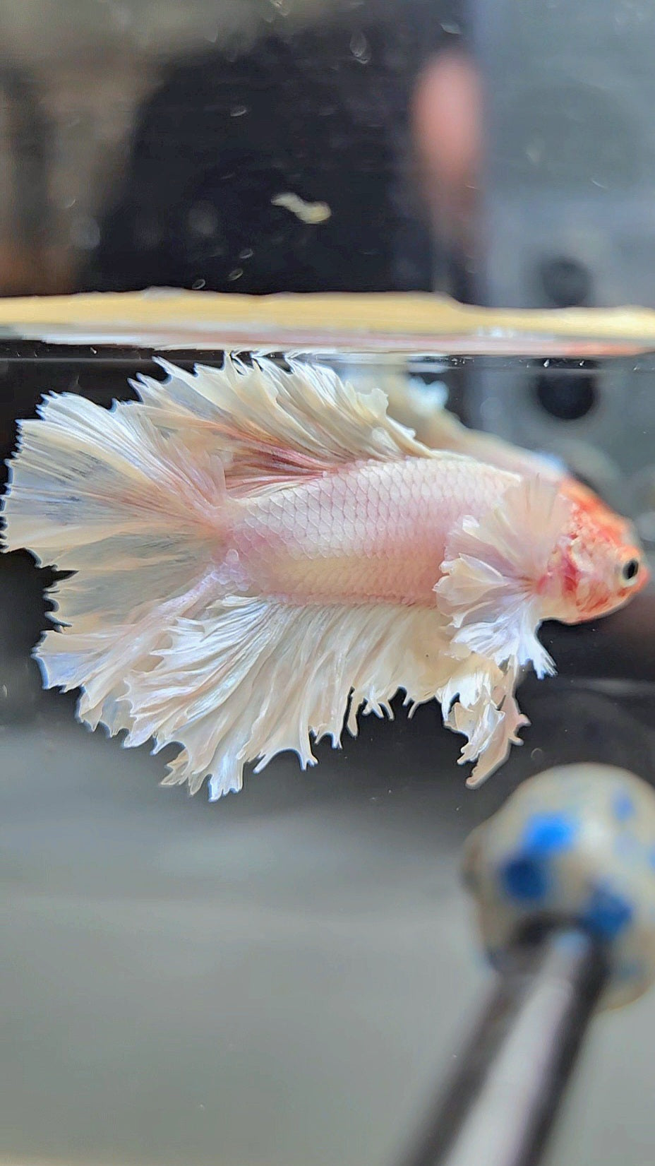 HALFMOON DOUBLE TAIL BIG EAR FEATHER TAIL WHITE BETTA FISH
