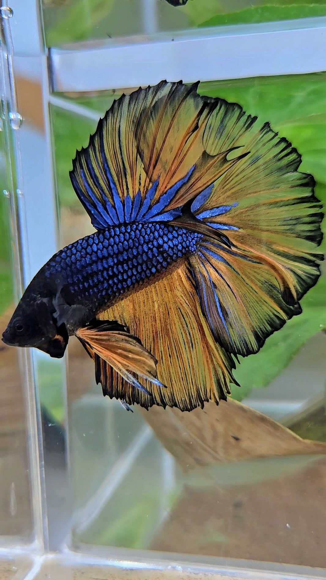 HALFMOON ROSETAIL BLUE YELLOW MUSTARD GAS BETTA FISH