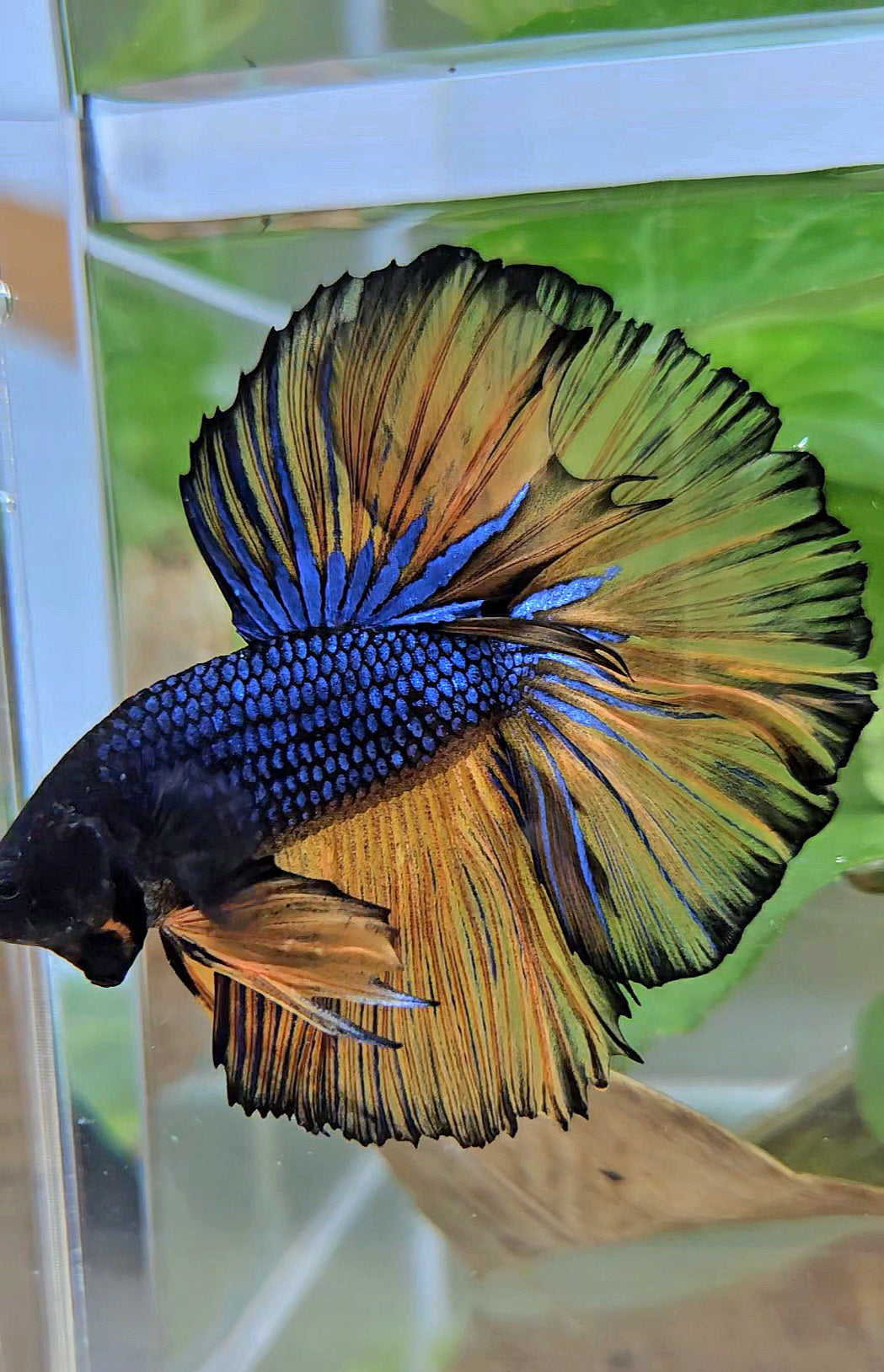 HALFMOON ROSETAIL BLUE YELLOW MUSTARD GAS BETTA FISH