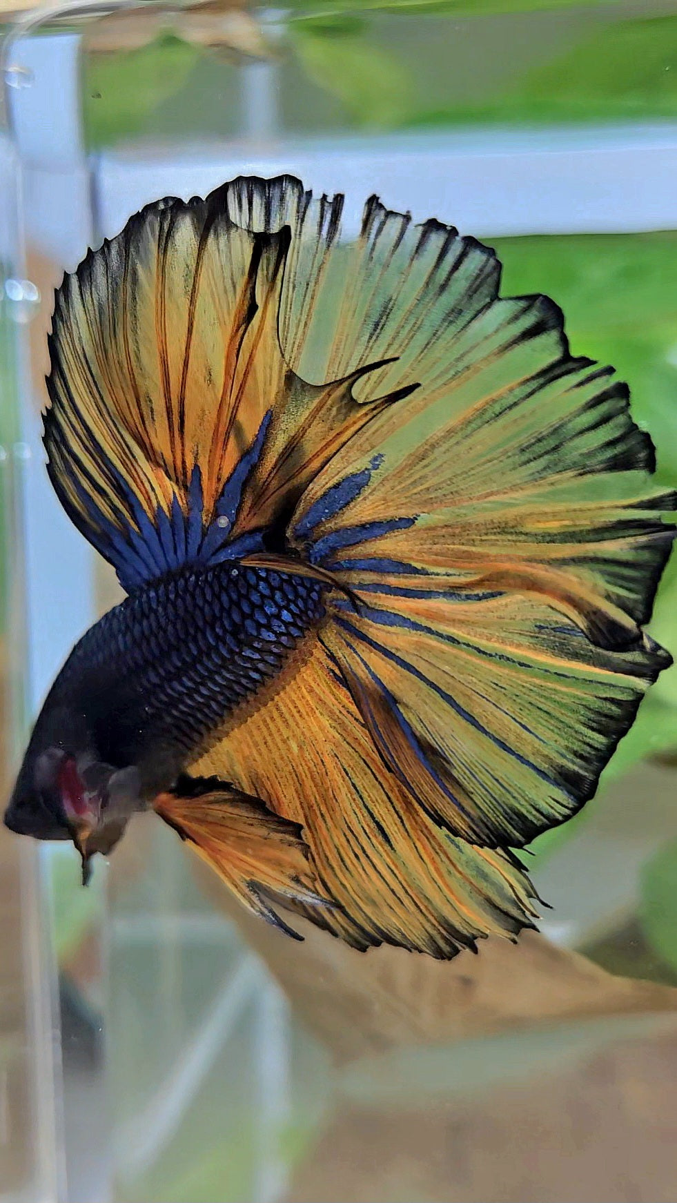 HALFMOON ROSETAIL BLUE YELLOW MUSTARD GAS BETTA FISH
