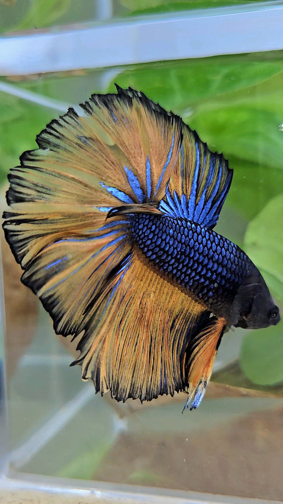 HALFMOON ROSETAIL BLUE YELLOW MUSTARD GAS BETTA FISH