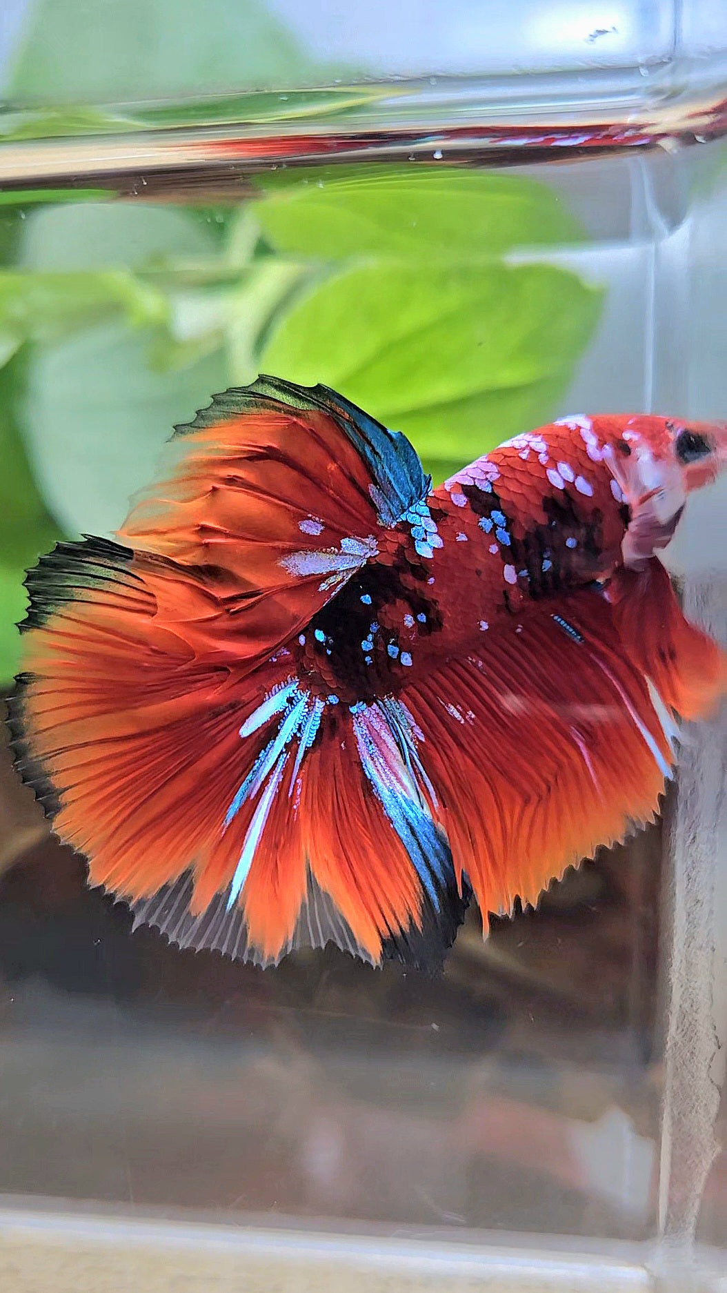 HALFMOON RED KOI GALAXY MULTICOLOR BETTA FISH