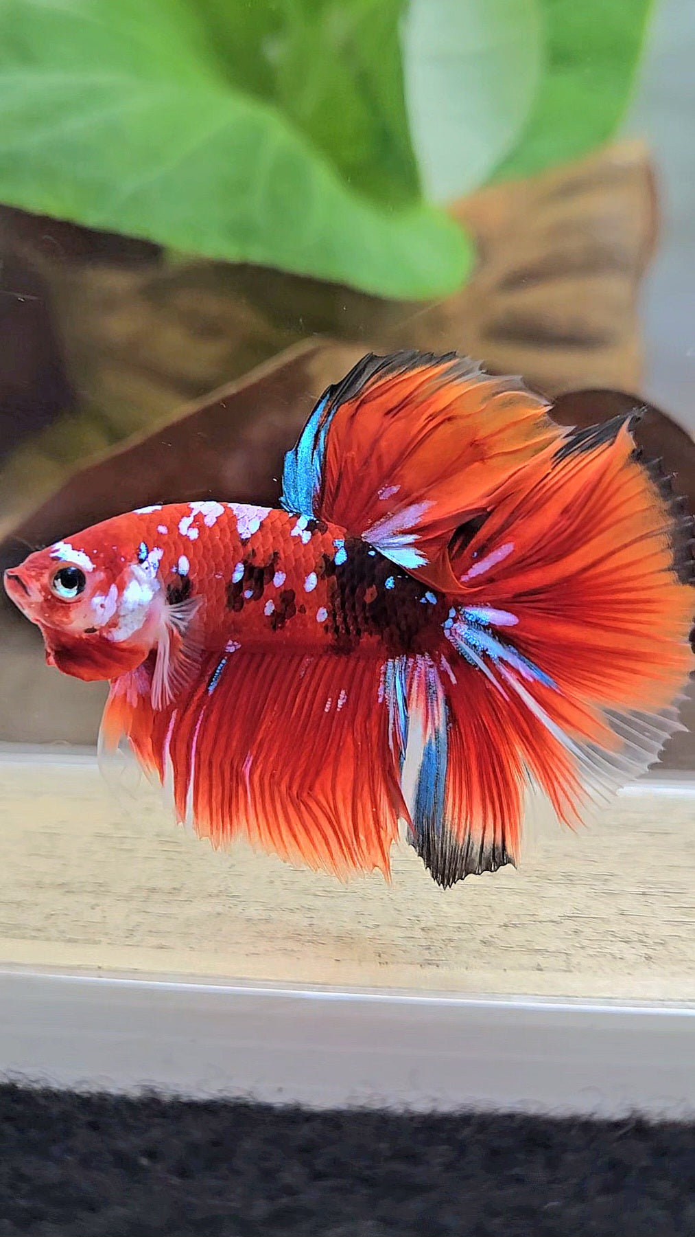 HALFMOON RED KOI GALAXY MULTICOLOR BETTA FISH