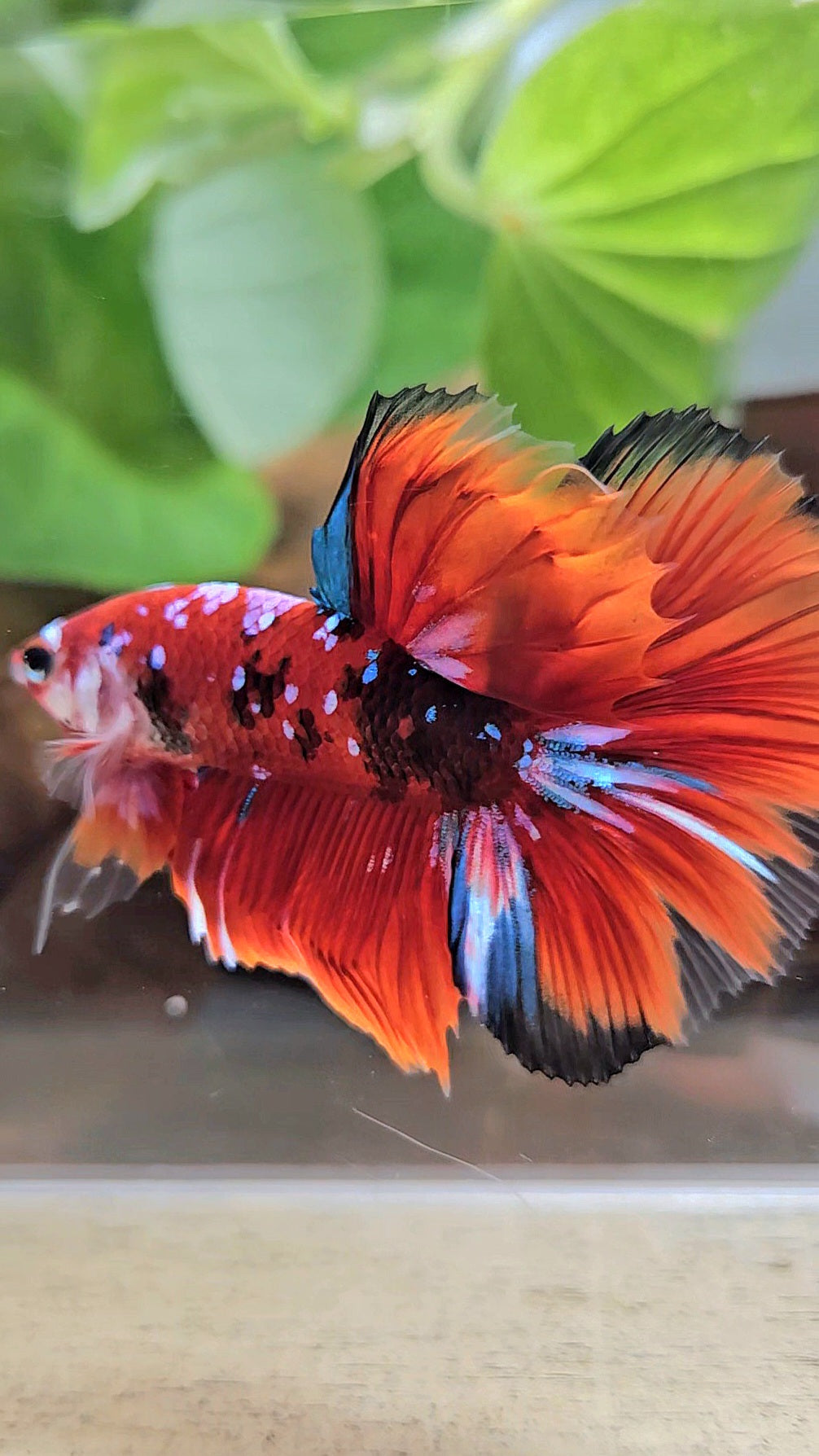 HALFMOON RED KOI GALAXY MULTICOLOR BETTA FISH
