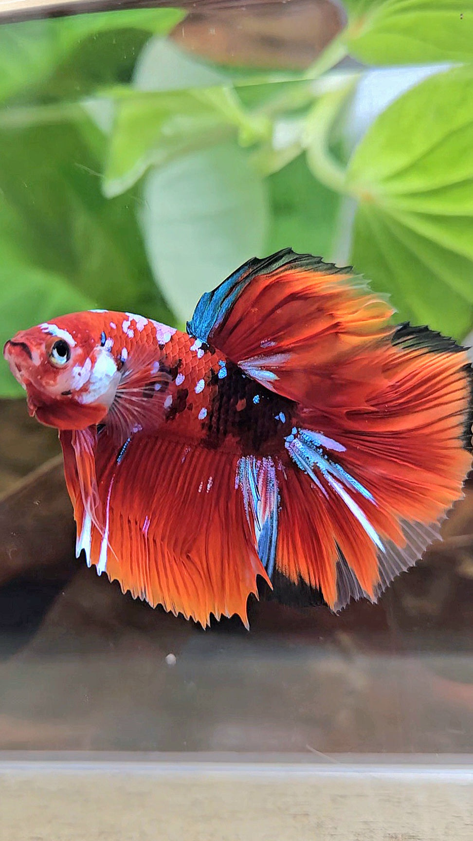 HALFMOON RED KOI GALAXY MULTICOLOR BETTA FISH
