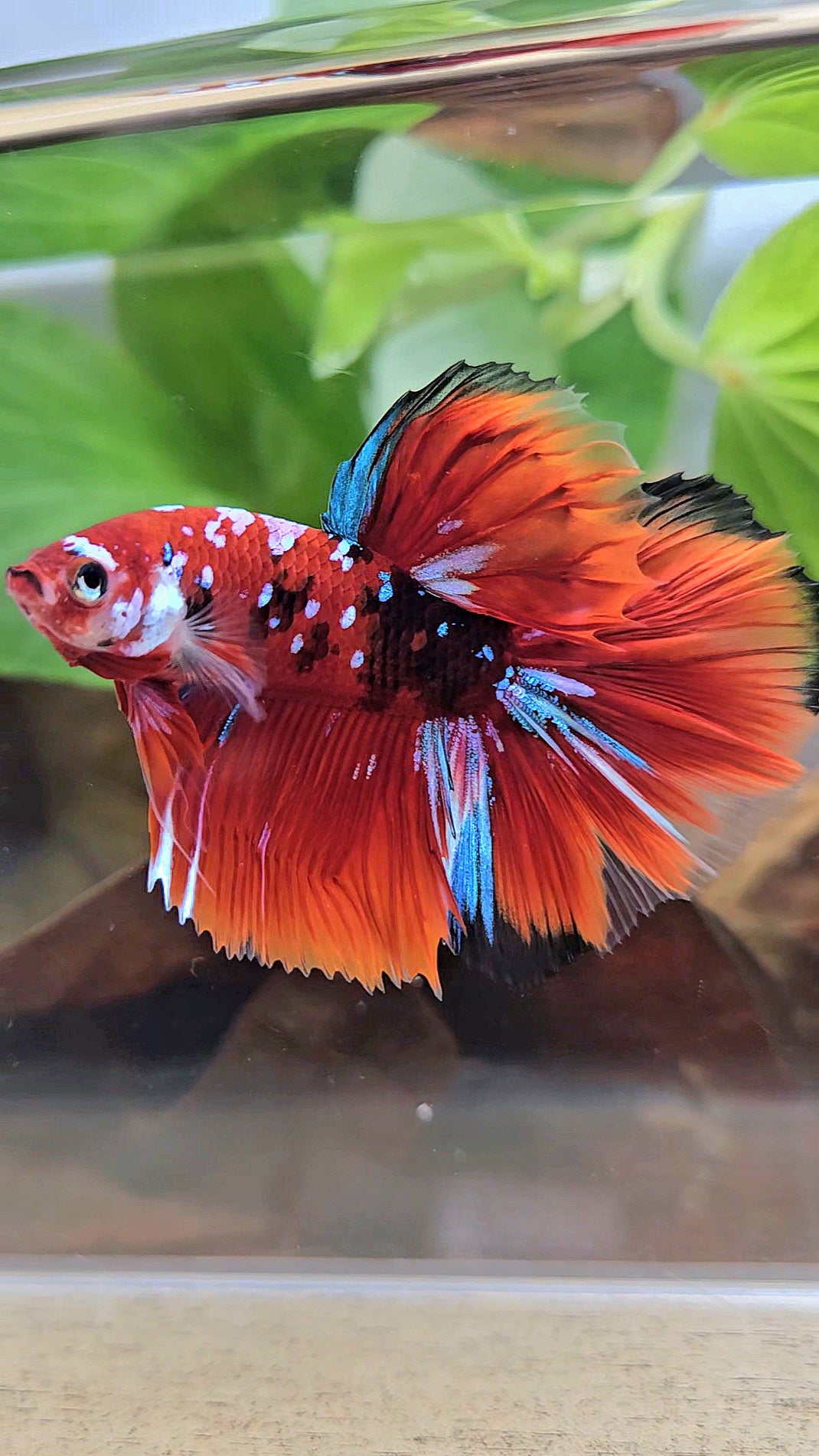 HALFMOON RED KOI GALAXY MULTICOLOR BETTA FISH