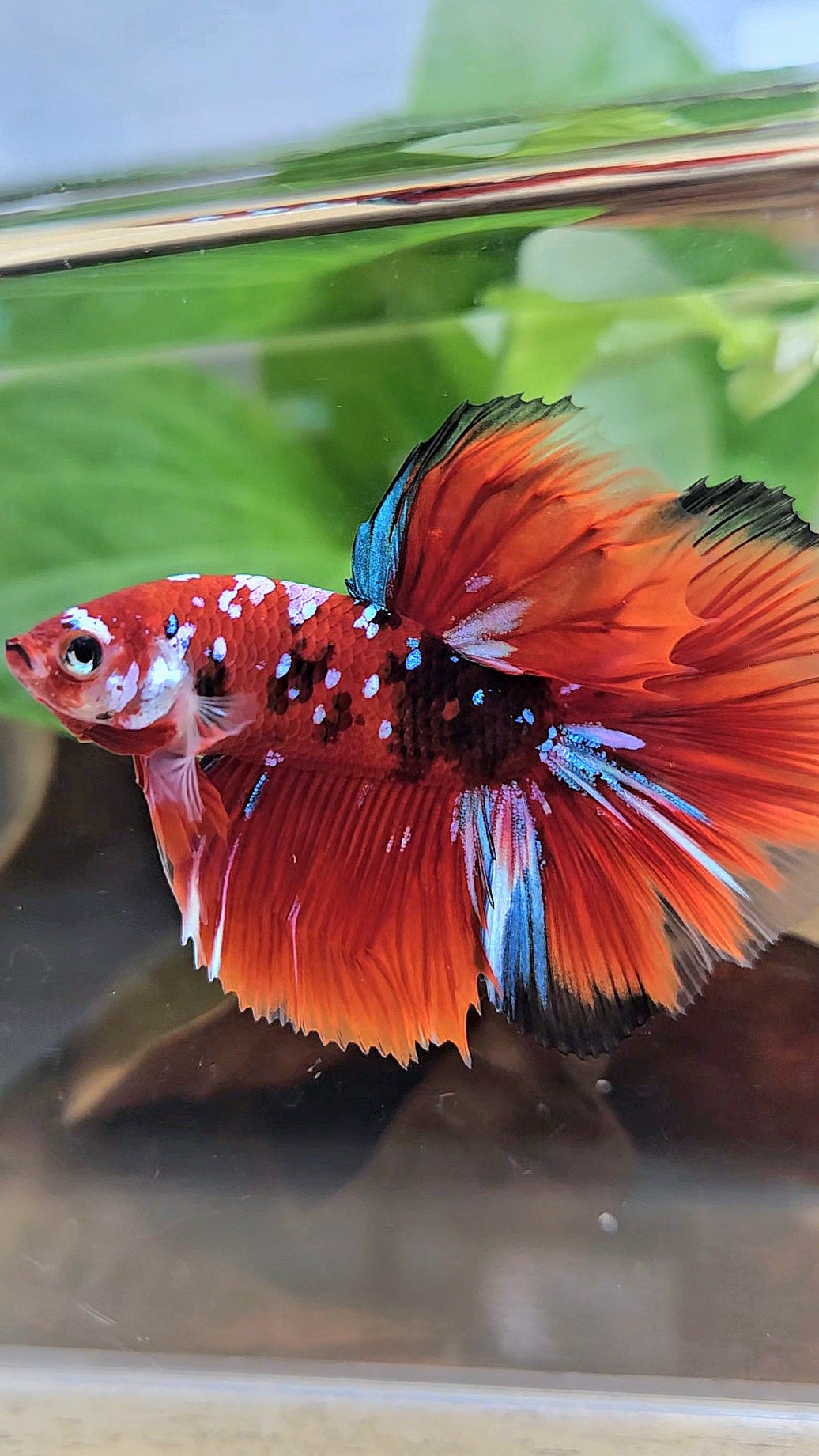 HALFMOON RED KOI GALAXY MULTICOLOR BETTA FISH