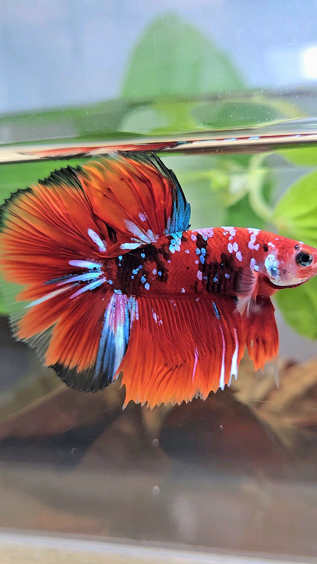 HALFMOON RED KOI GALAXY MULTICOLOR BETTA FISH