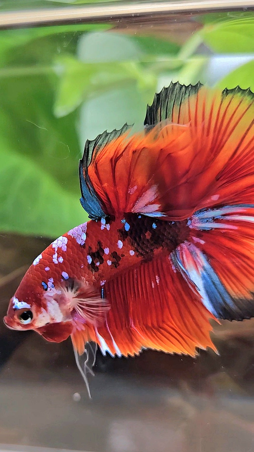 HALFMOON RED KOI GALAXY MULTICOLOR BETTA FISH