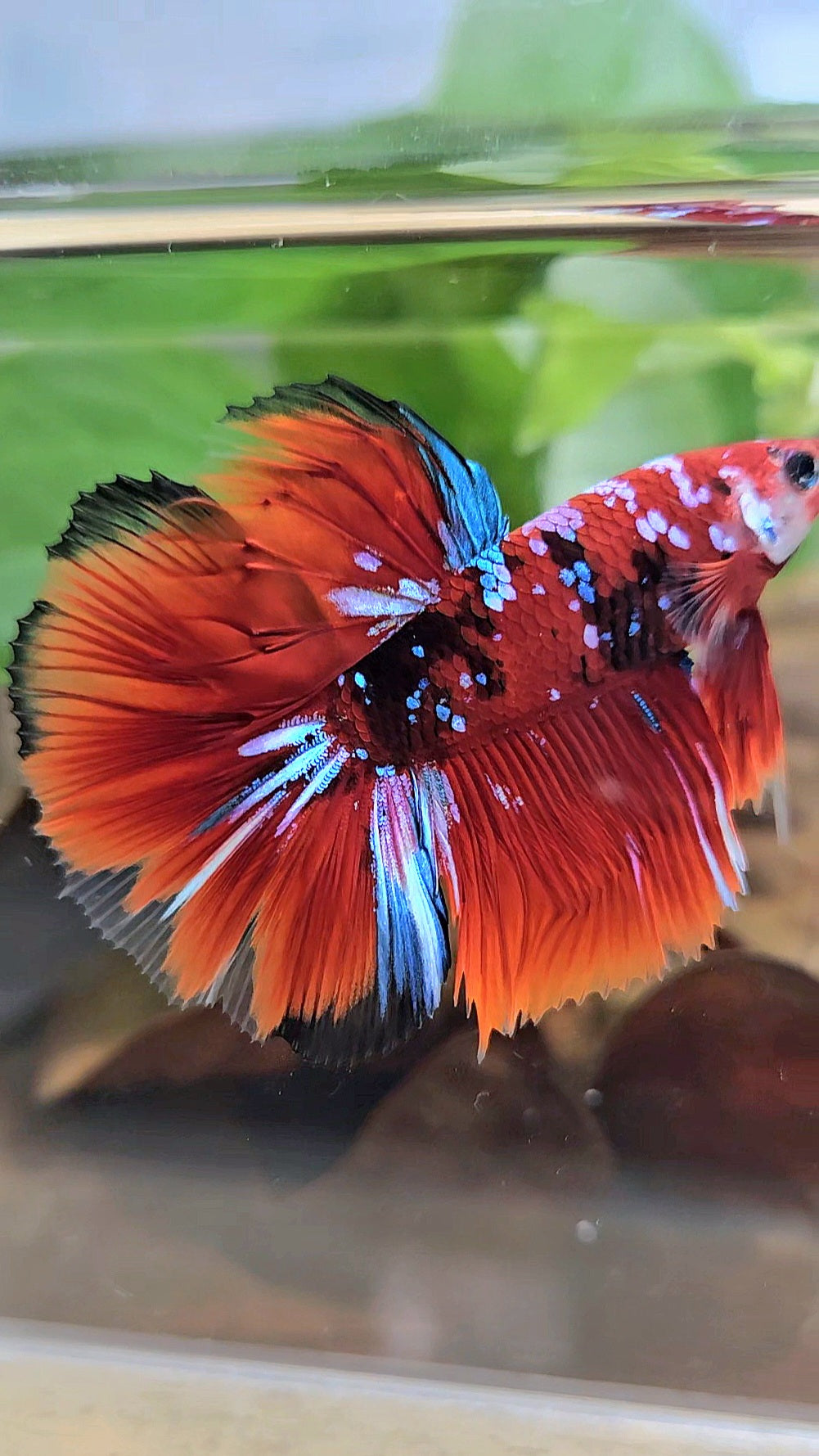 HALFMOON RED KOI GALAXY MULTICOLOR BETTA FISH