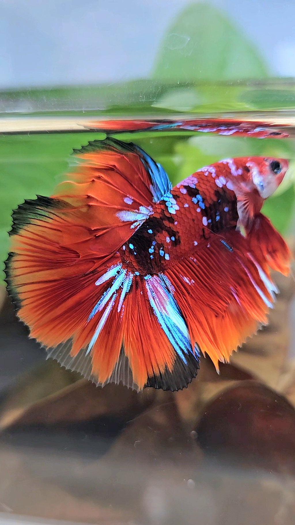 HALFMOON RED KOI GALAXY MULTICOLOR BETTA FISH