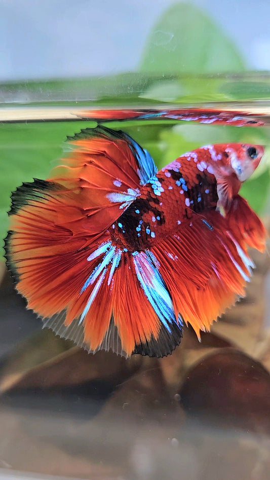 HALFMOON RED KOI GALAXY MULTICOLOR BETTA FISH