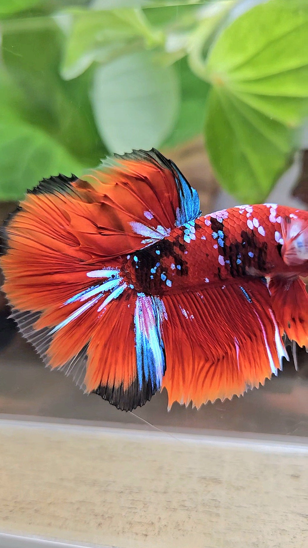 HALFMOON RED KOI GALAXY MULTICOLOR BETTA FISH
