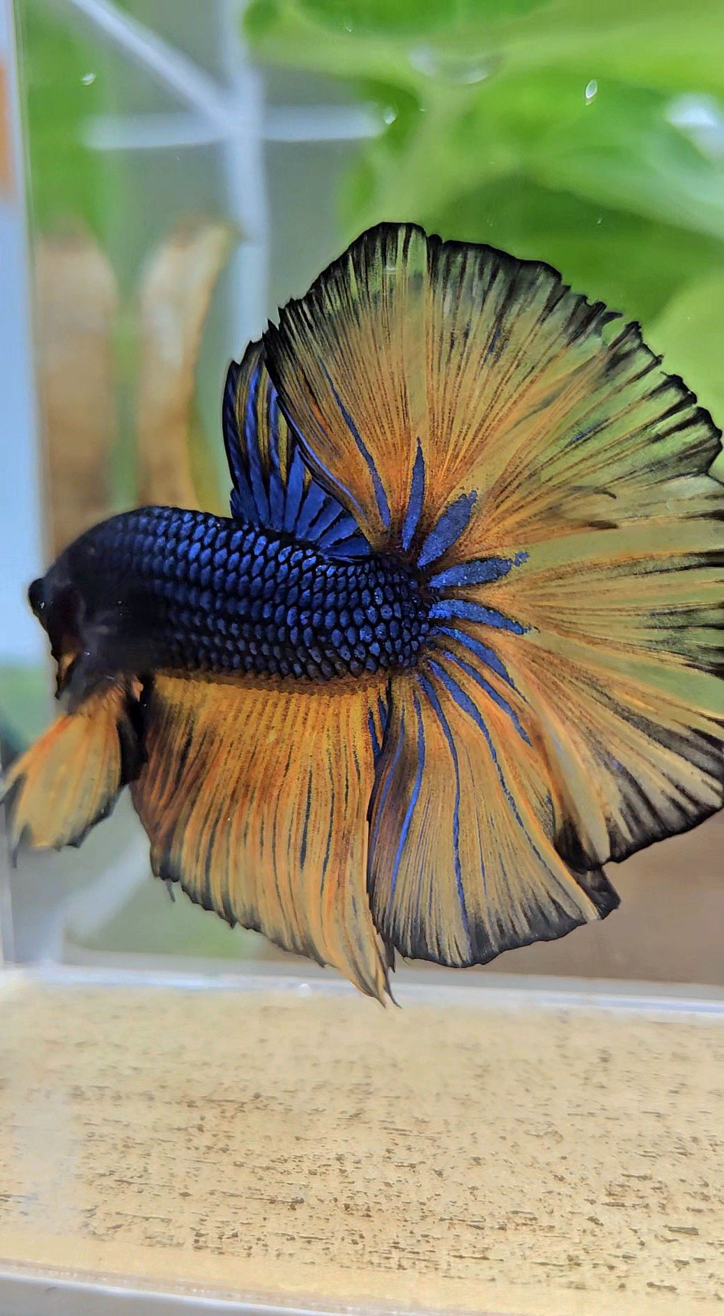 HALFMOON ROSETAIL BLUE YELLOW MUSTARD GAS BETTA FISH