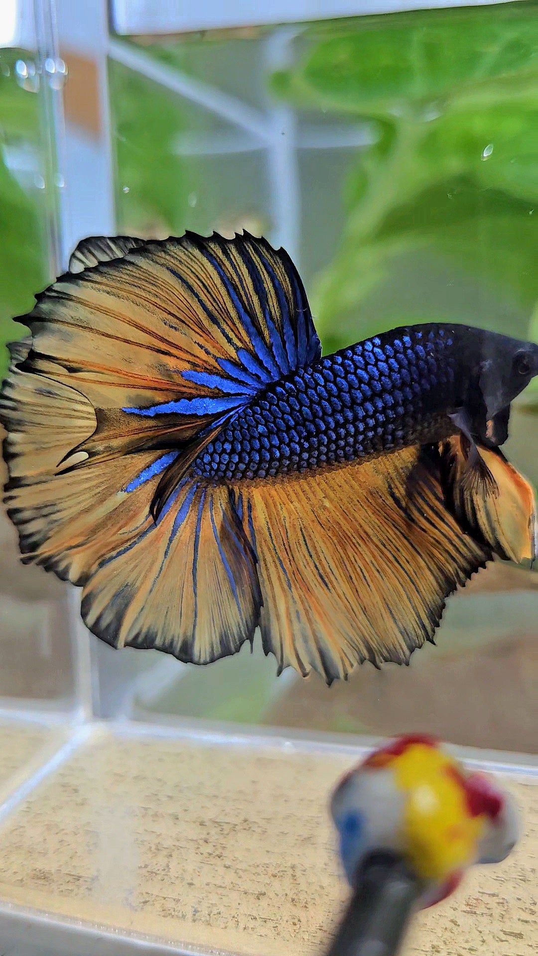 HALFMOON ROSETAIL BLUE YELLOW MUSTARD GAS BETTA FISH