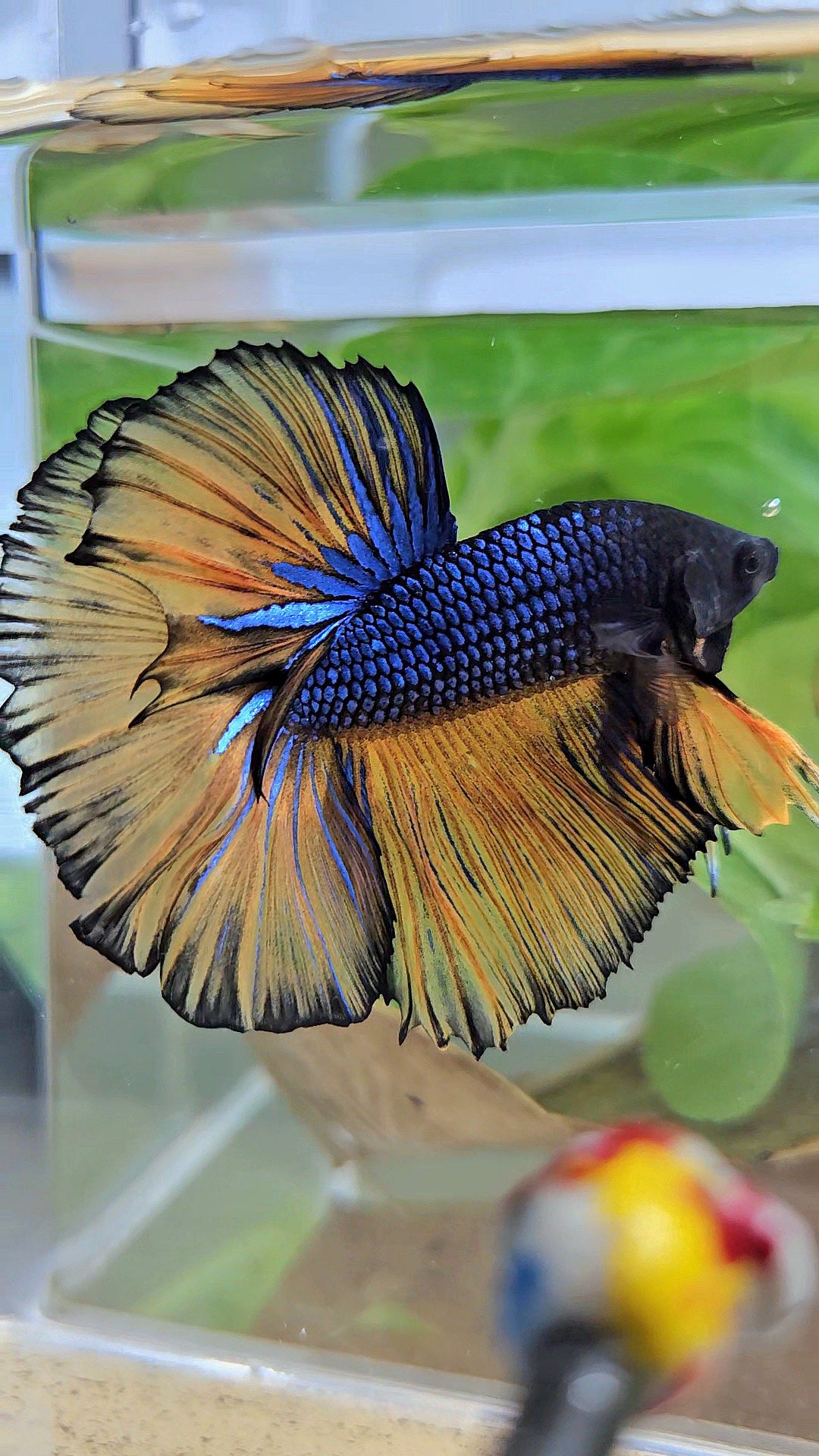 HALFMOON ROSETAIL BLUE YELLOW MUSTARD GAS BETTA FISH
