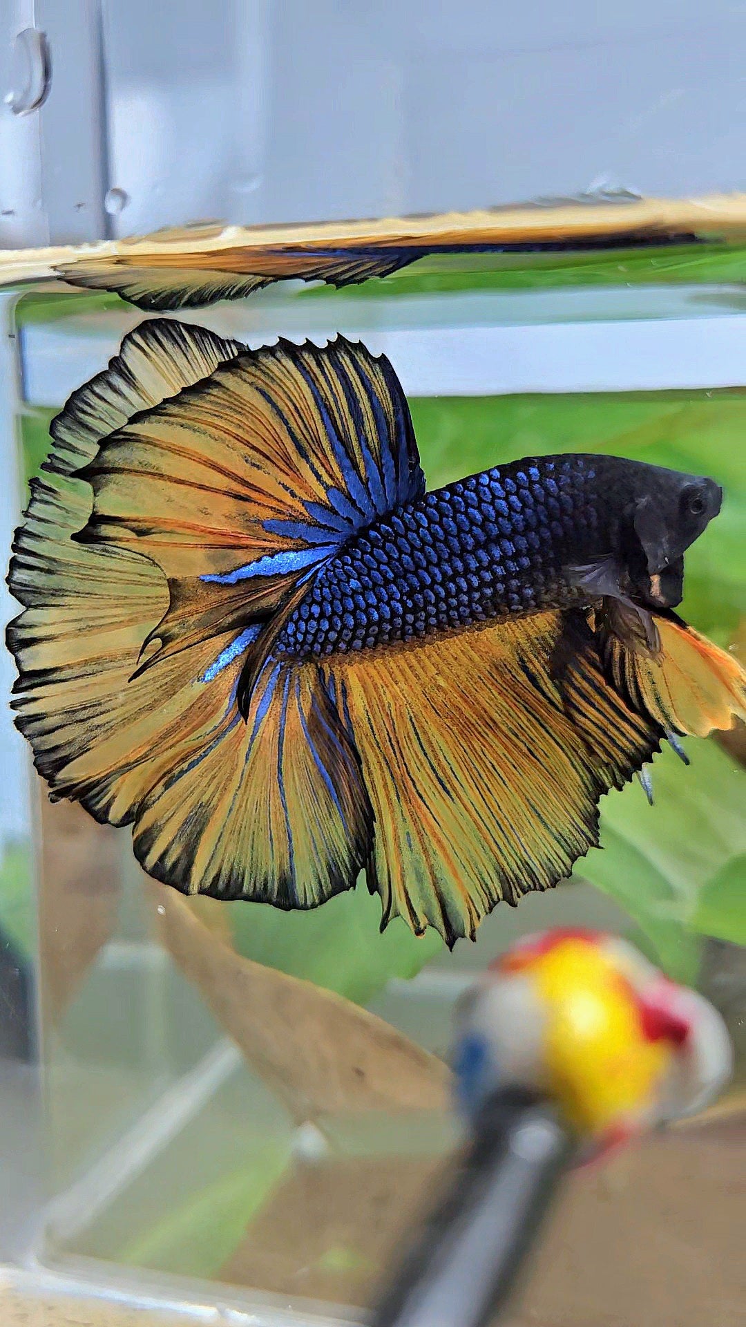 HALFMOON ROSETAIL BLUE YELLOW MUSTARD GAS BETTA FISH