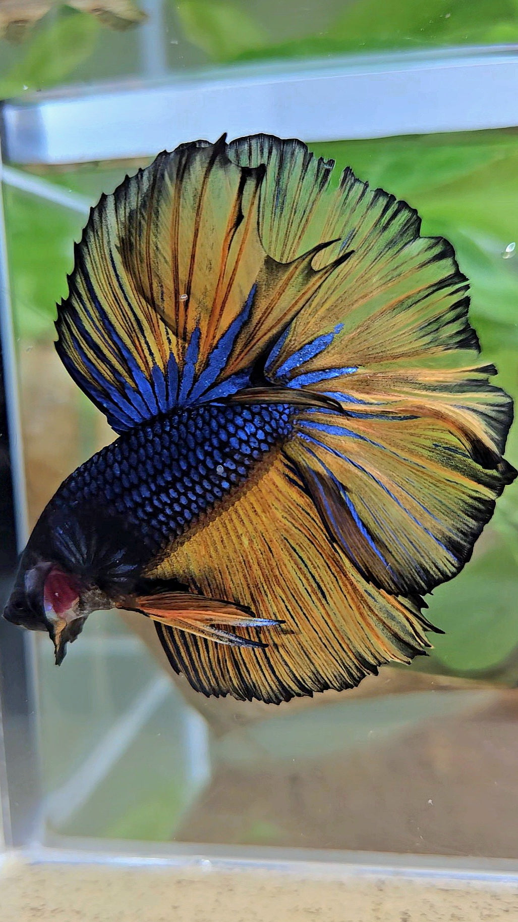 HALFMOON ROSETAIL BLUE YELLOW MUSTARD GAS BETTA FISH