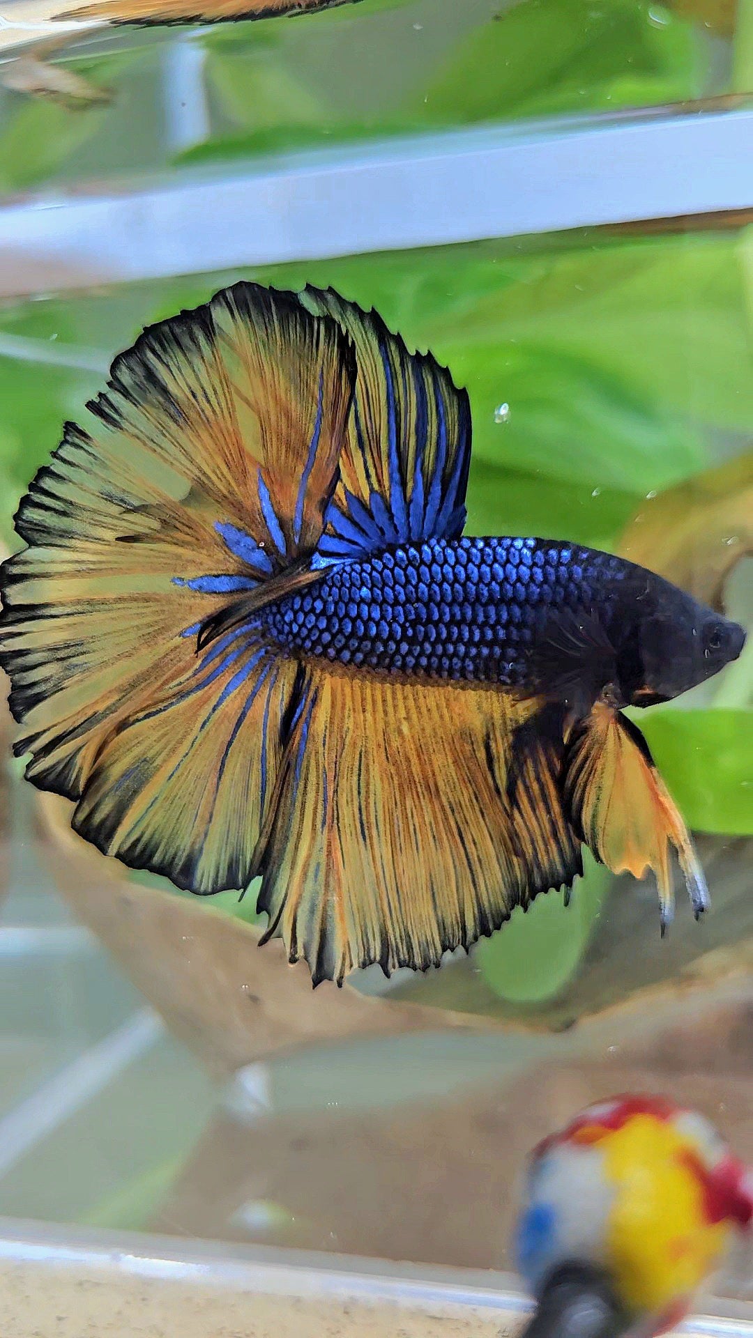 HALFMOON ROSETAIL BLUE YELLOW MUSTARD GAS BETTA FISH