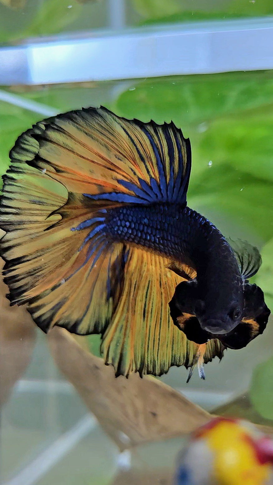 HALFMOON ROSETAIL BLUE YELLOW MUSTARD GAS BETTA FISH