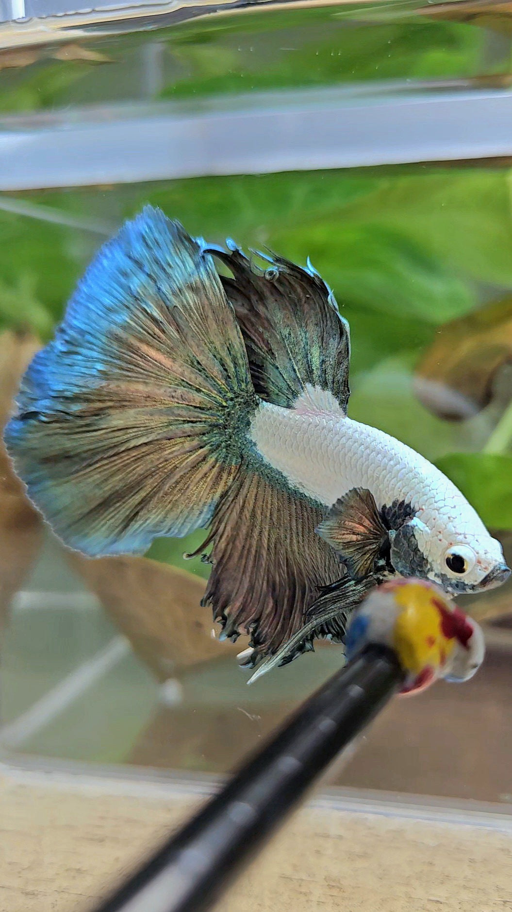 HALFMOON COPPER RIM MARBLE BETTA FISH
