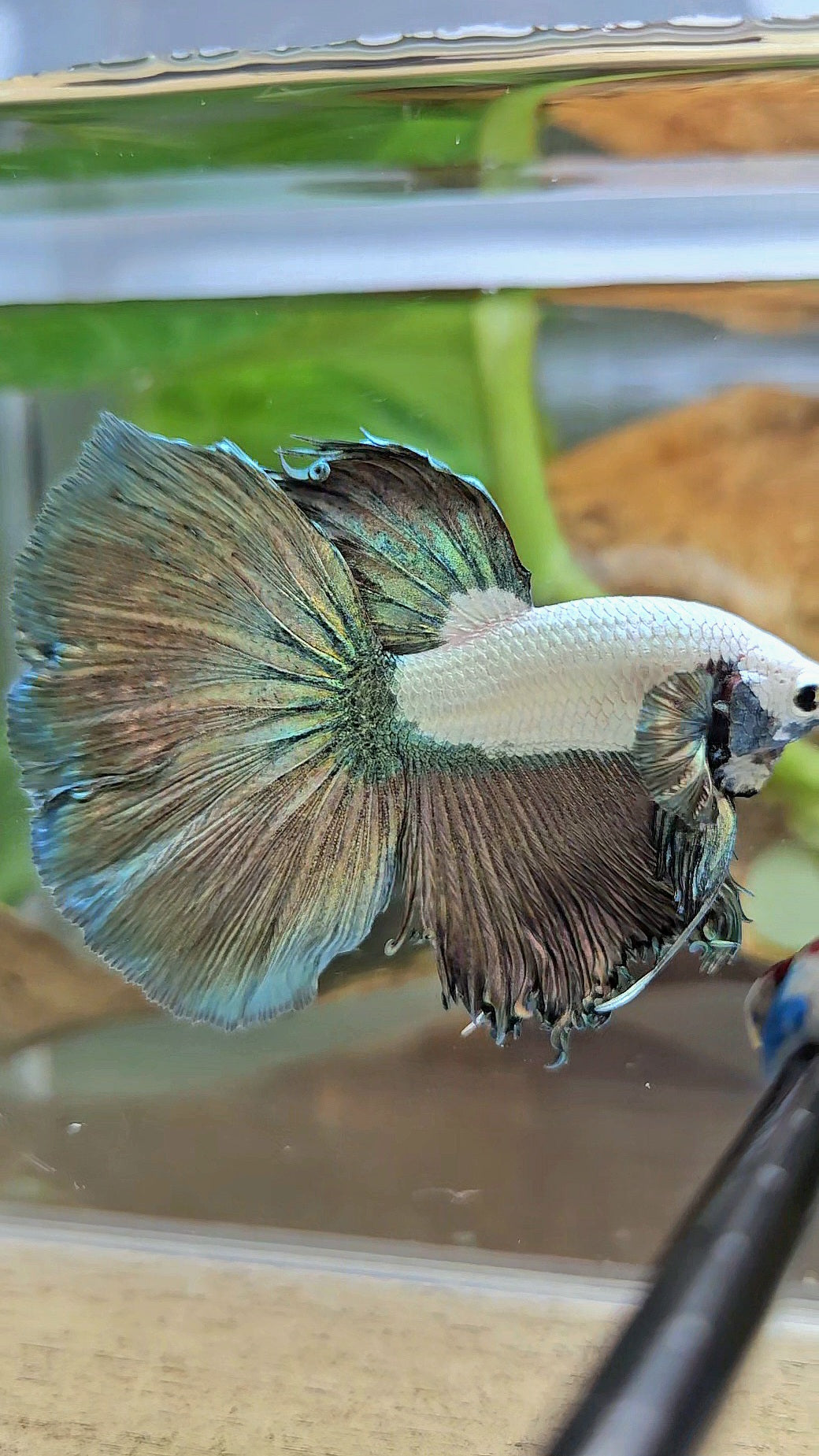 HALFMOON COPPER RIM MARBLE BETTA FISH