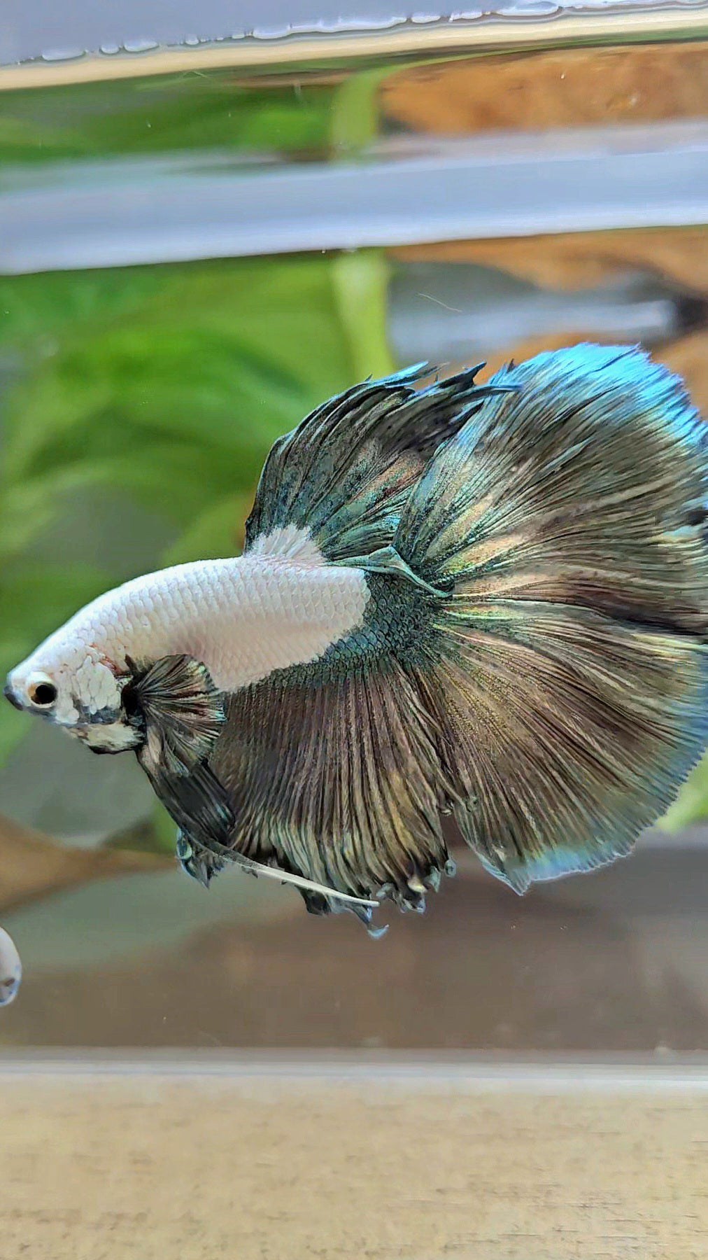 HALFMOON COPPER RIM MARBLE BETTA FISH
