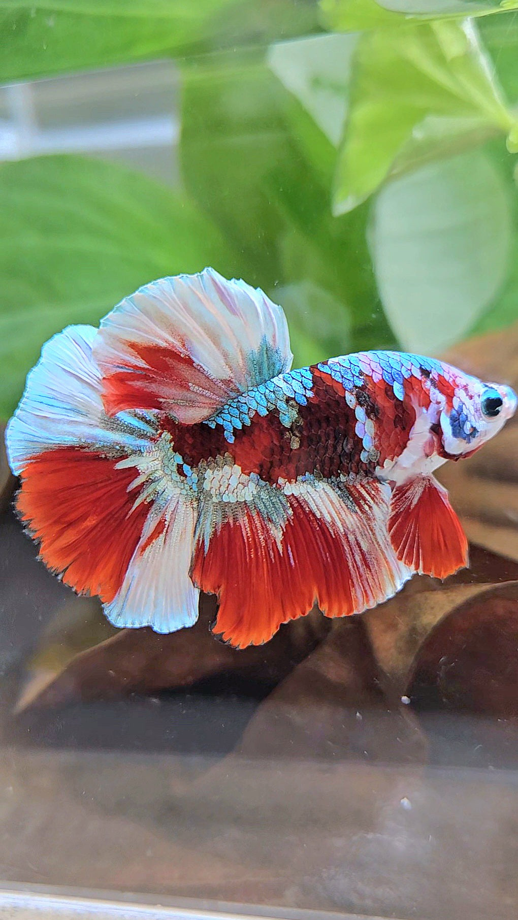 HALFMOON BARONGSAI RED WHITE GALAXY MULTICOLOR BETTA FISH