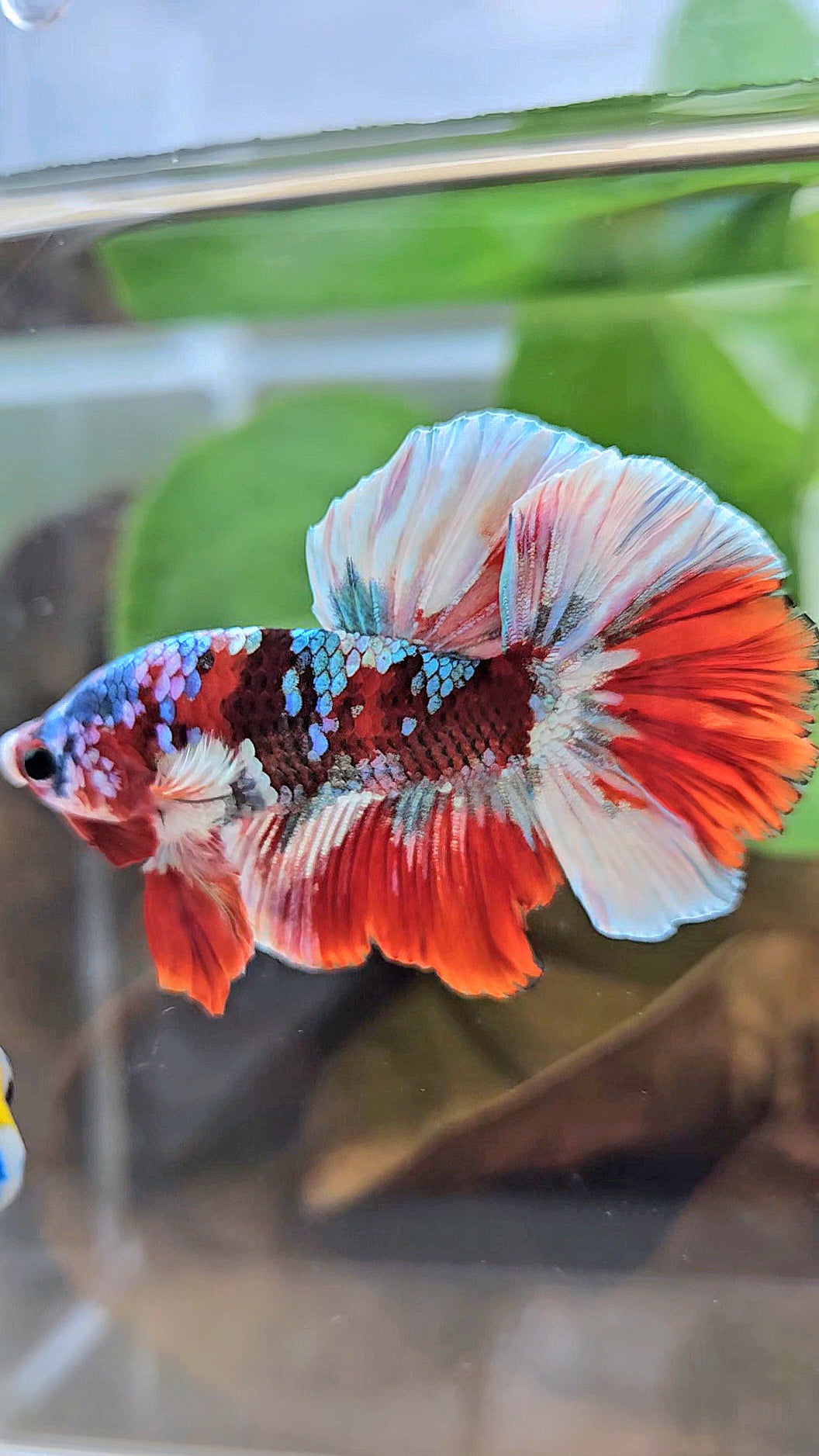 HALFMOON BARONGSAI RED WHITE GALAXY MULTICOLOR BETTA FISH