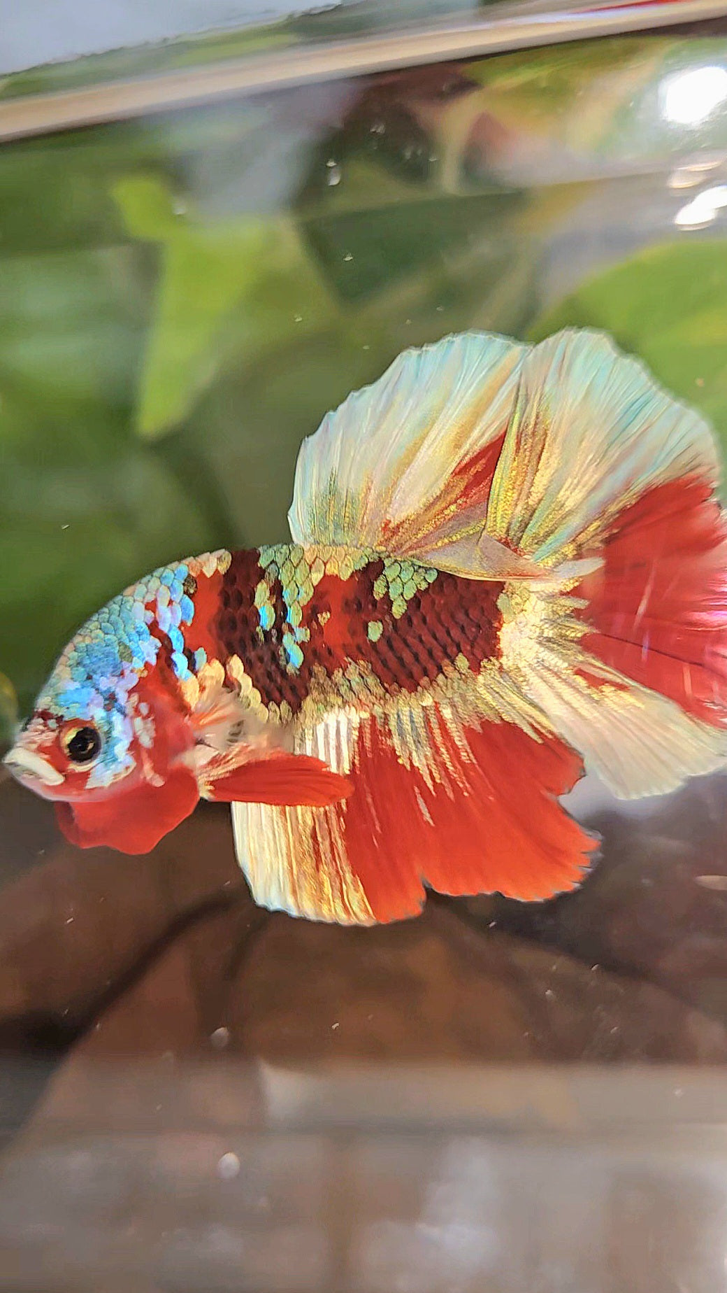 HALFMOON BARONGSAI RED WHITE GALAXY MULTICOLOR BETTA FISH