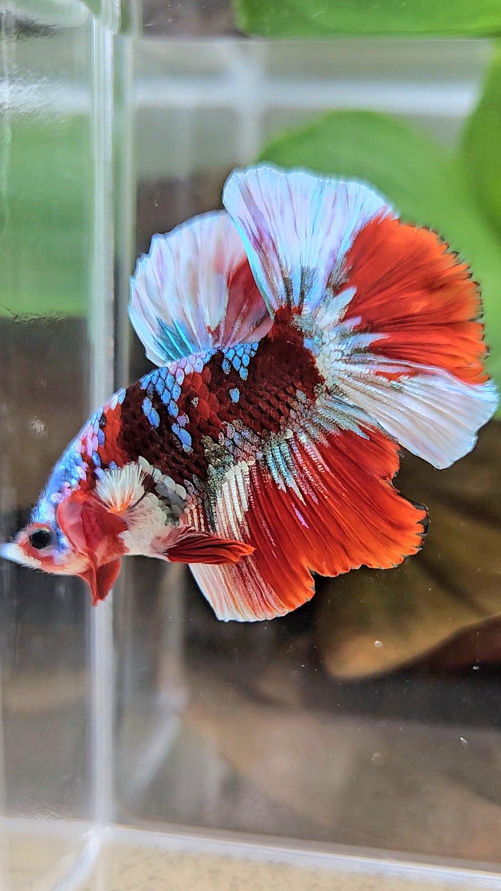 HALFMOON BARONGSAI RED WHITE GALAXY MULTICOLOR BETTA FISH