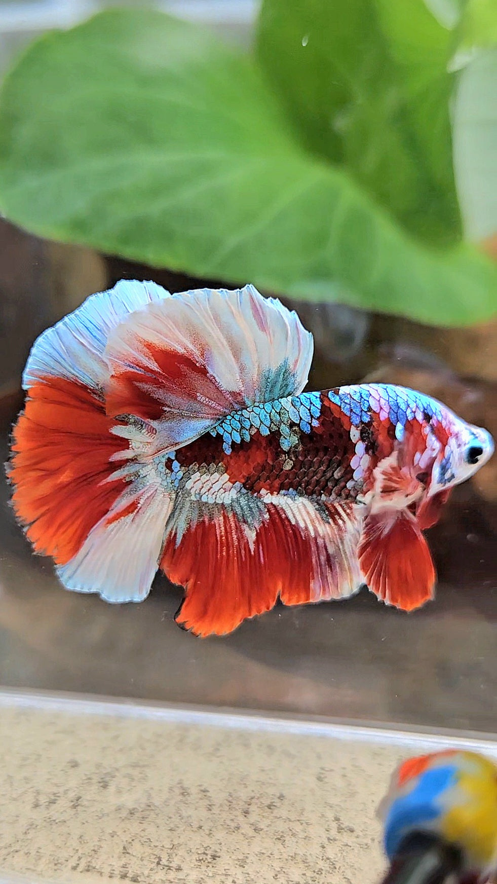 HALFMOON BARONGSAI RED WHITE GALAXY MULTICOLOR BETTA FISH