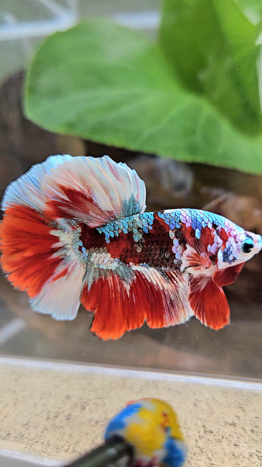 HALFMOON BARONGSAI RED WHITE GALAXY MULTICOLOR BETTA FISH