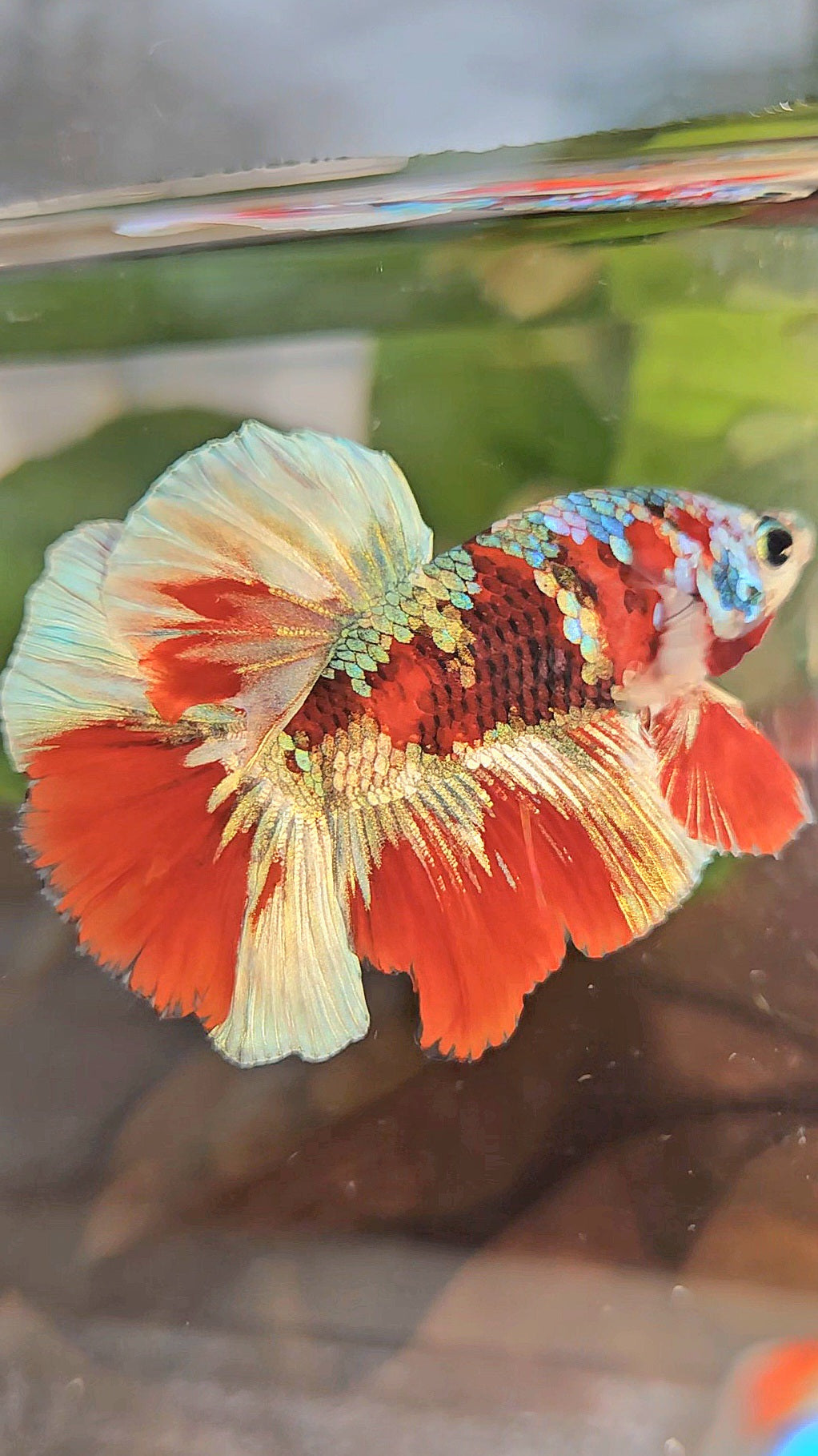 HALFMOON BARONGSAI RED WHITE GALAXY MULTICOLOR BETTA FISH