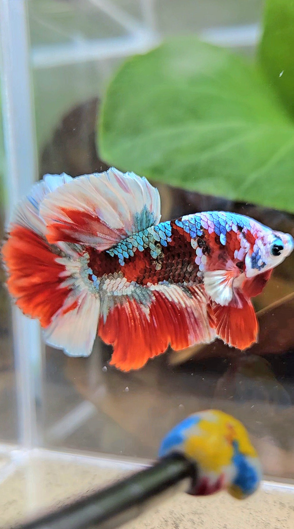 HALFMOON BARONGSAI RED WHITE GALAXY MULTICOLOR BETTA FISH