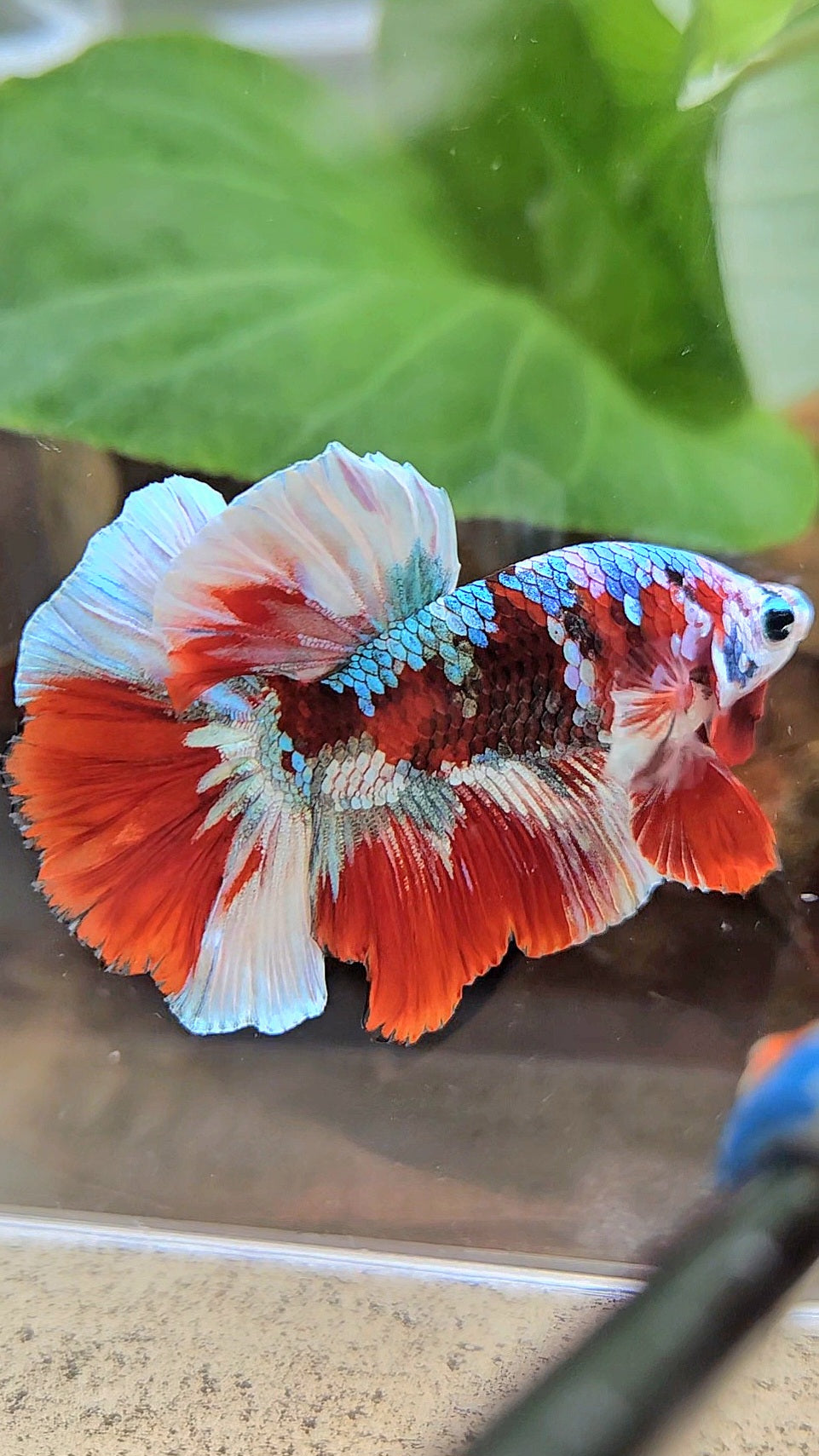 HALFMOON BARONGSAI RED WHITE GALAXY MULTICOLOR BETTA FISH