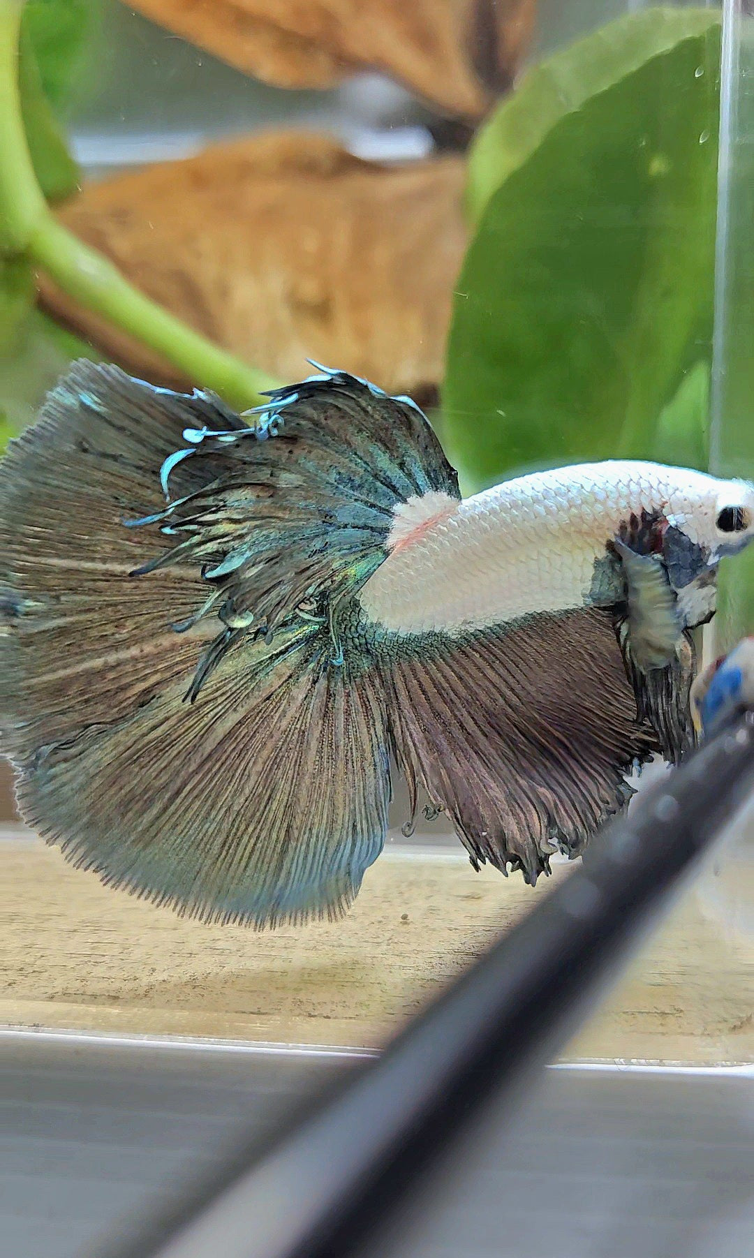 HALFMOON COPPER RIM MARBLE BETTA FISH