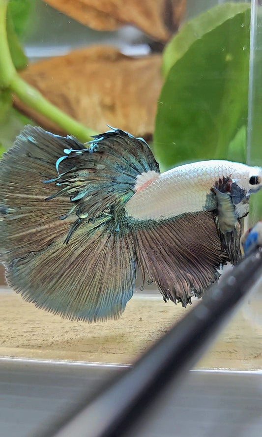 HALFMOON COPPER RIM MARBLE BETTA FISH