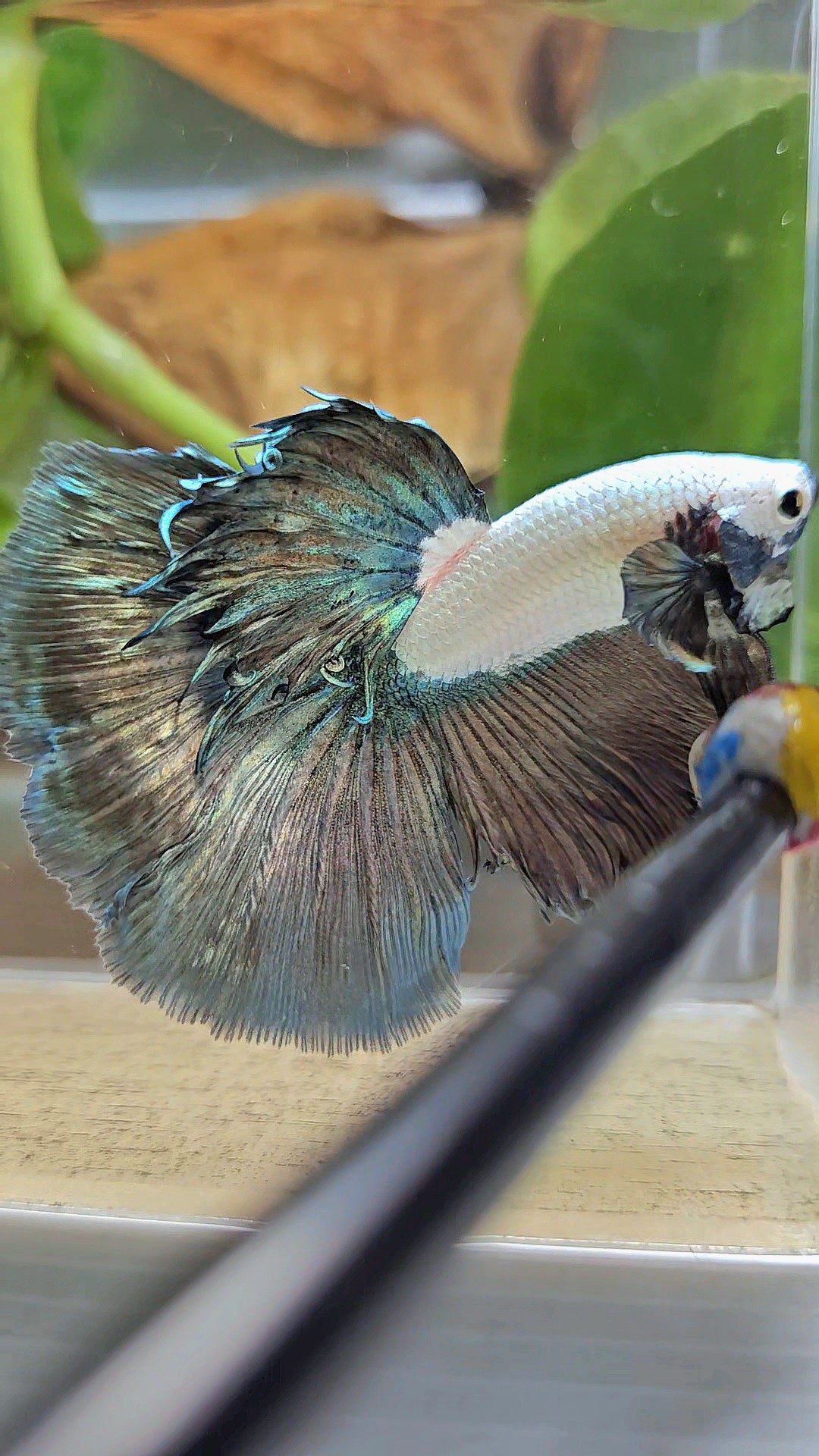 HALFMOON COPPER RIM MARBLE BETTA FISH